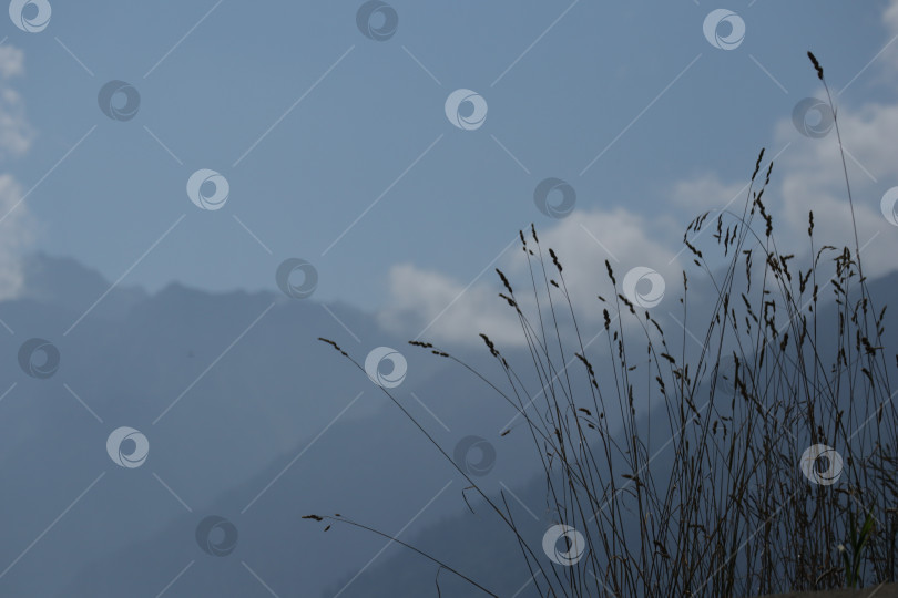Скачать Силуэт травы на фоне спокойных горных слоев под нежным небом. фотосток Ozero