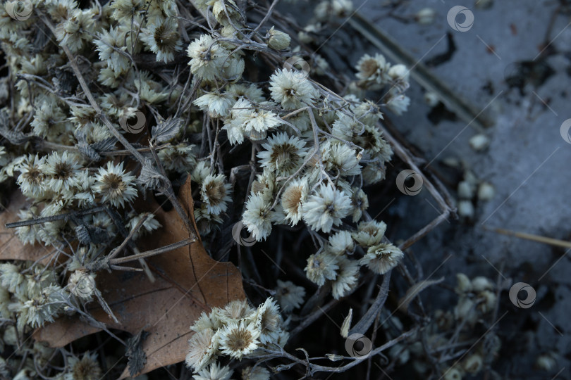 Скачать Осенние Остатки: Тихая Элегия Высушенной Флоры фотосток Ozero