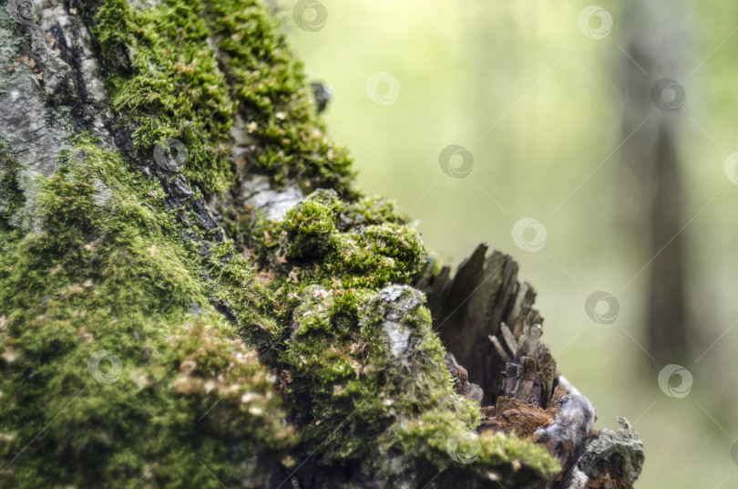 Скачать Мох на дереве в лесу. Небольшая глубина резкости. фотосток Ozero