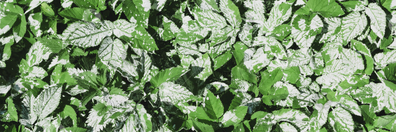 Скачать Текстурное изображение поляны с молодыми растениями фотосток Ozero