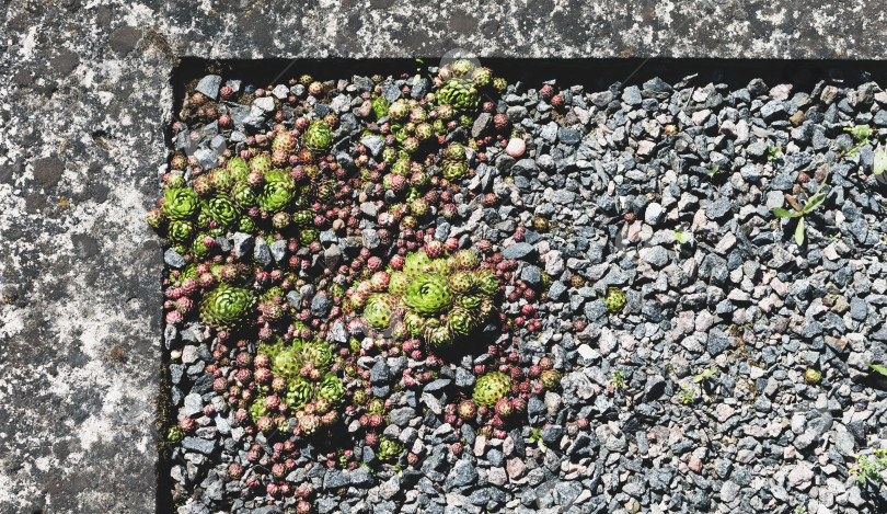 Скачать Маленькое зеленое растение, выросшее на камне фотосток Ozero