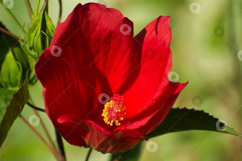 Скачать Бутон красного цветка, макрофото тычинки цветка. фотосток Ozero