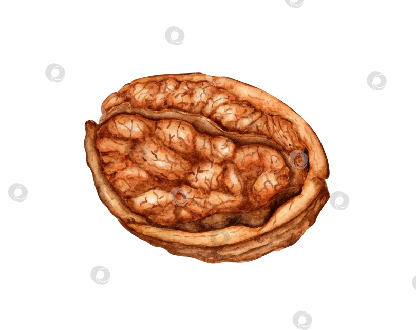 Скачать Половинка грецкого ореха акварелью фотосток Ozero
