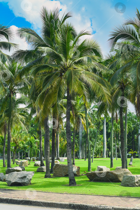 Скачать Много пальм в парке Лумпхини в Таиланде фотосток Ozero