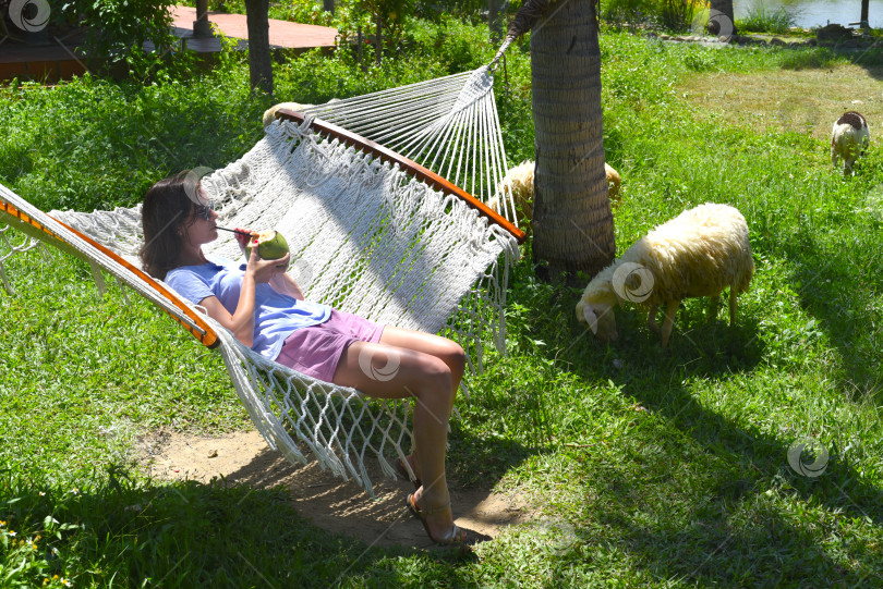 Скачать Молодая женщина отдыхает в гамаке, пьет кокосовый сок, а овцы едят траву. фотосток Ozero