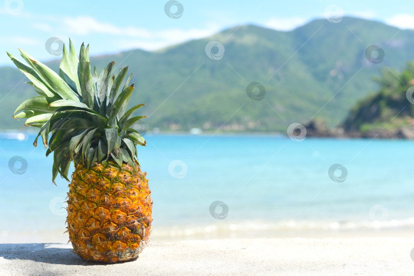 Скачать Спелый ананас на фоне тропического пляжа фотосток Ozero