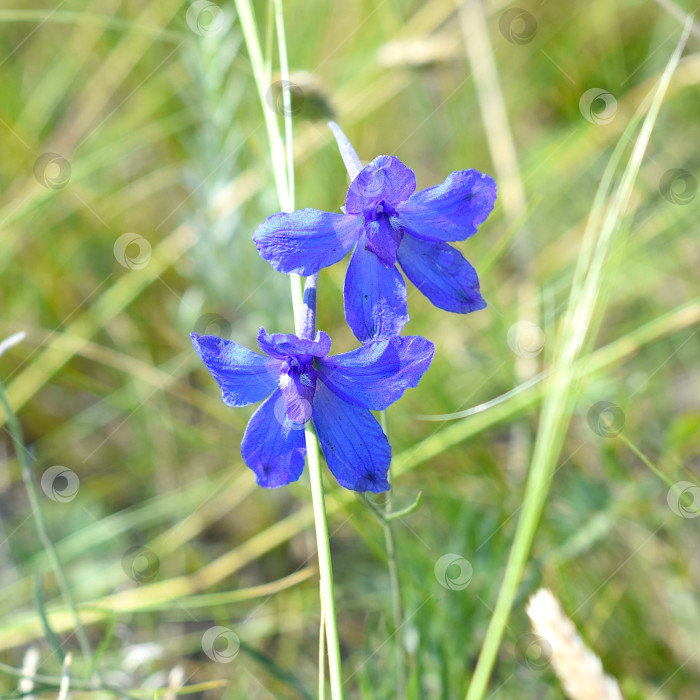 Скачать Delphinium grandiflorum или крупноцветковый дельфиниум, растущий на острове Ольхон, Россия фотосток Ozero