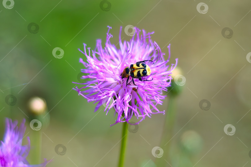 Скачать Trichius fasciatus, евразийский жук-пчеловод, на цветке klasea centauroides фотосток Ozero