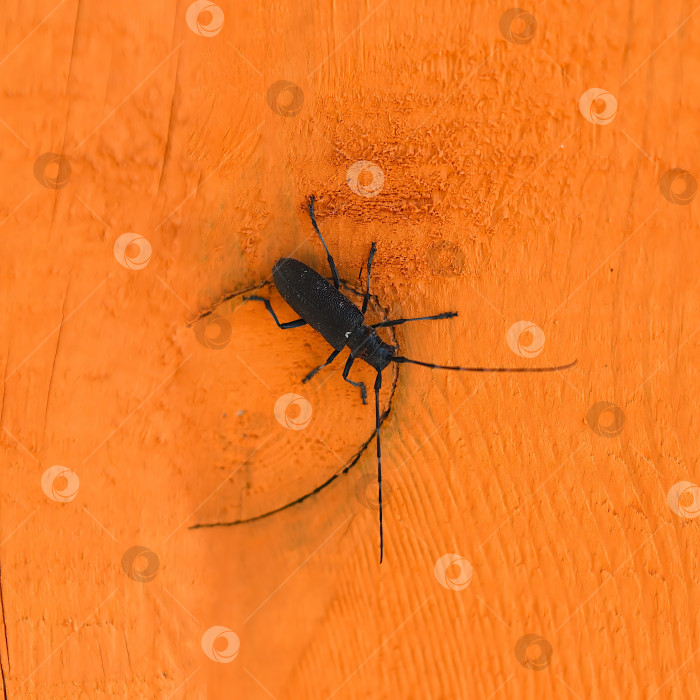 Скачать Черный длиннорогий жук на оранжевой деревянной поверхности фотосток Ozero