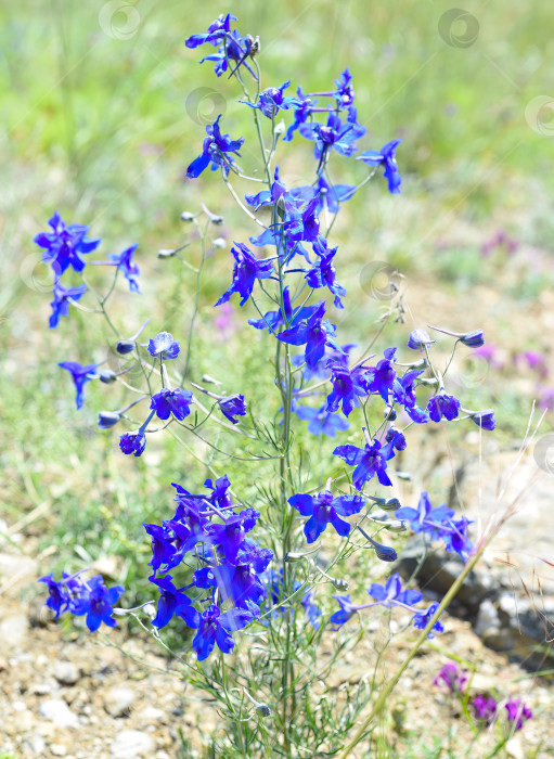 Скачать Delphinium grandiflorum или крупноцветковый дельфиниум, растущий на острове Ольхон, Россия фотосток Ozero