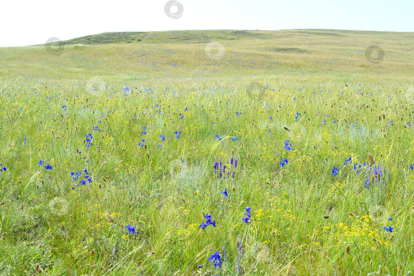 Скачать Delphinium grandiflorum или крупноцветковый дельфиниум, растущий на острове Ольхон, Россия фотосток Ozero