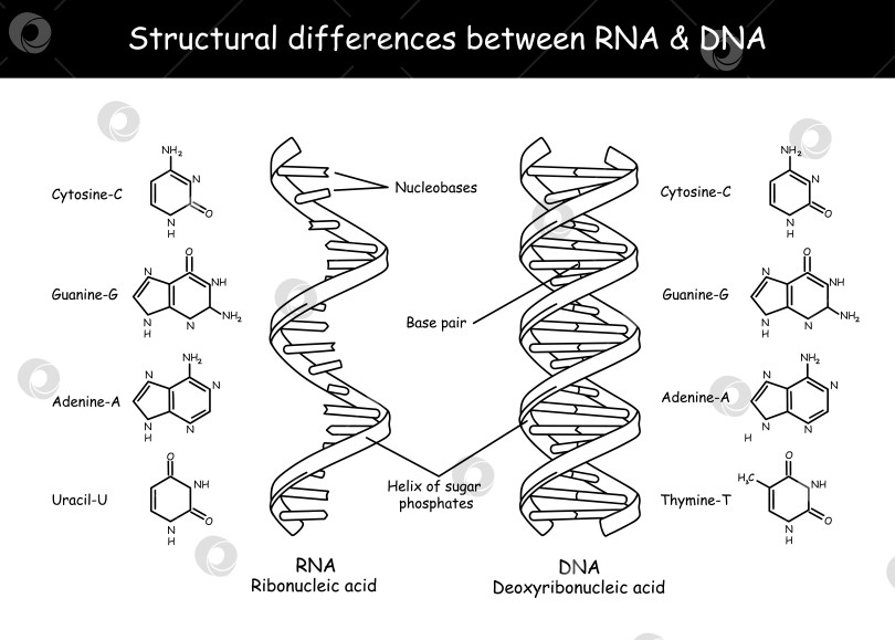 Скачать Молекулярная структура ДНК и РНК. Инфографическая образовательная векторная иллюстрация фотосток Ozero
