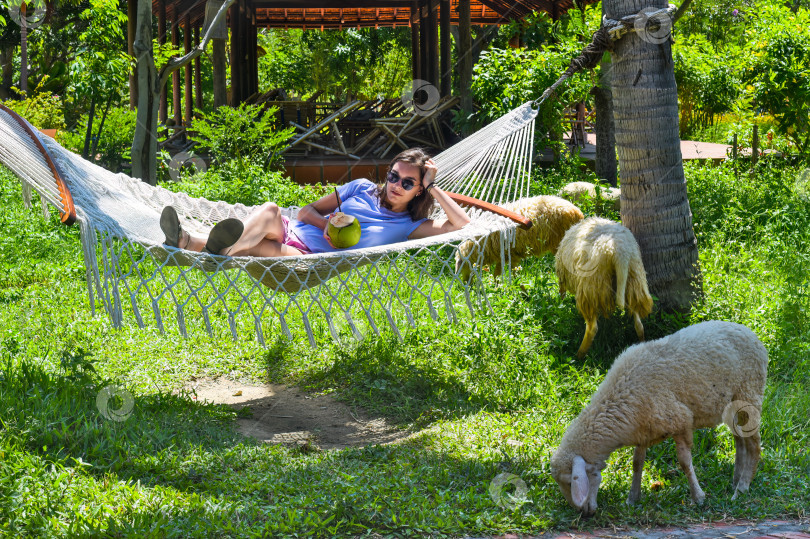 Скачать Молодая женщина отдыхает в гамаке, пьет кокосовый сок рядом с овцами, которые едят траву. фотосток Ozero