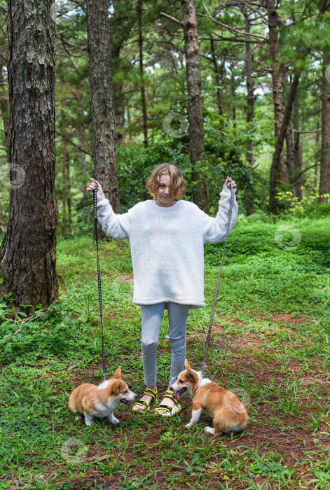 Скачать Маленькая девочка-подросток гуляет со своими собаками породы корги в лесу фотосток Ozero