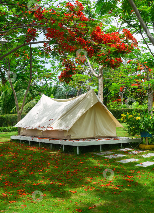 Скачать Палатка для кемпинга под деревом Delonix regia в Нячанге, Вьетнам фотосток Ozero
