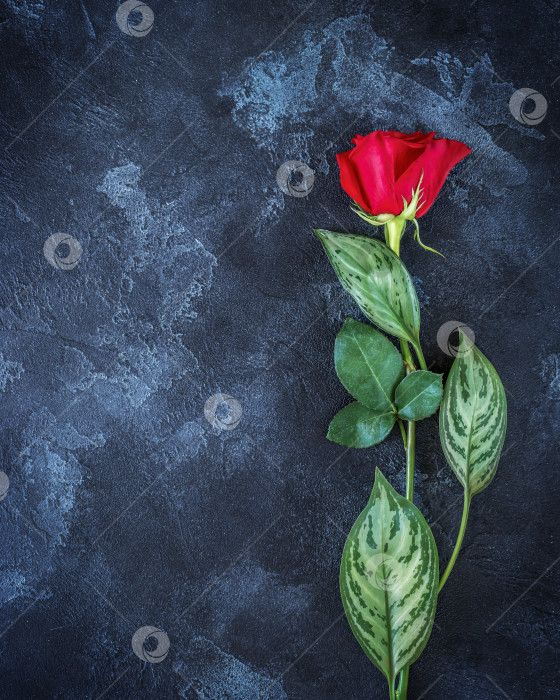 Скачать Красивая одиночная красная роза на черном фоне с местом для текста фотосток Ozero