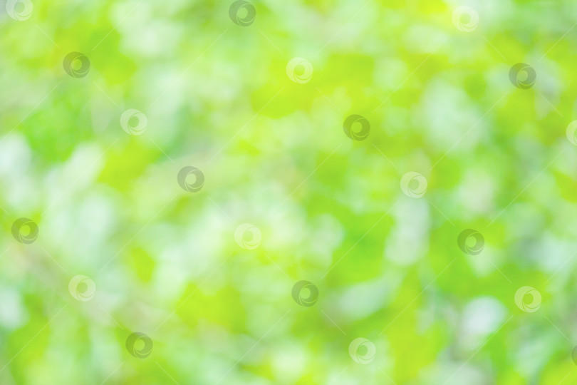 Скачать Размытый летний фон зеленой листвы, освещенный солнечным светом (абстракция) фотосток Ozero