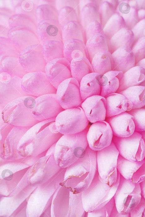 Скачать Крупный план фрагмента цветка розовой хризантемы в качестве фона, текстура фотосток Ozero