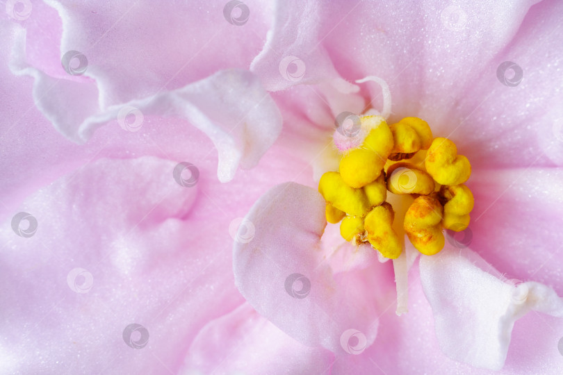 Скачать Крупный план на розовых цветах фиалки фотосток Ozero