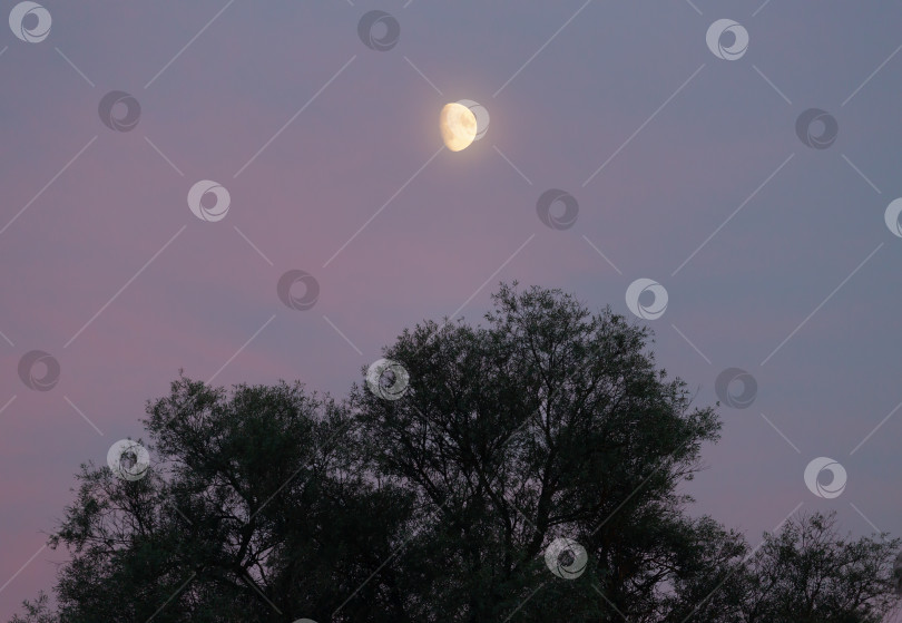 Скачать Растущая луна на закате и силуэт дерева фотосток Ozero