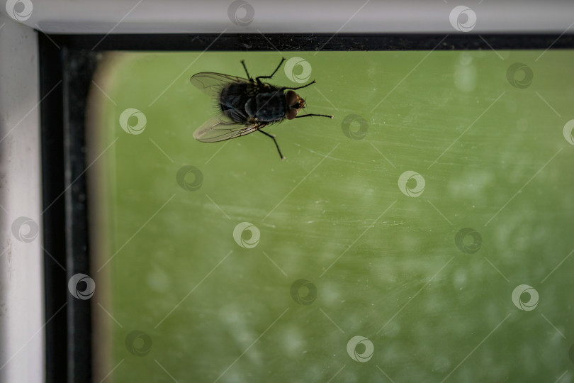 Скачать Большая милая жирная пушистая муха на грязном оконном стекле фотосток Ozero