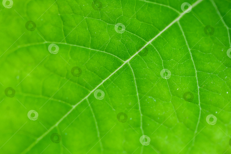 Скачать зеленый лист крупным планом, абстрактная растительная текстура фотосток Ozero