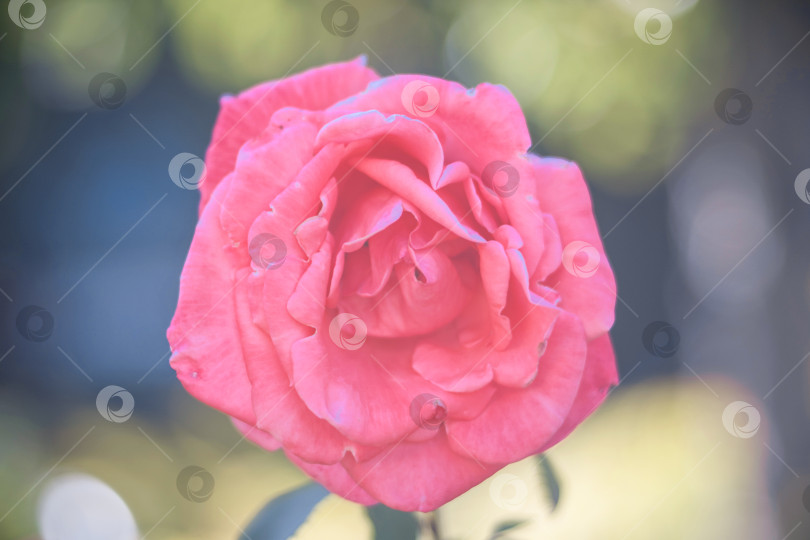 Скачать бутоны роз в саду, крупным планом фотосток Ozero
