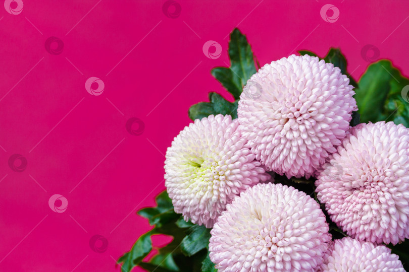 Скачать Крупный план букета розовых цветов хризантемы на фиолетовом фоне фотосток Ozero