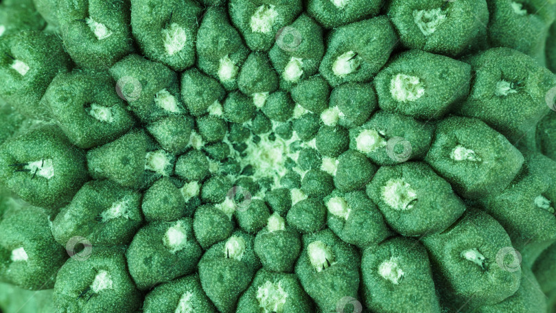 Скачать Вид сверху на зеленый кактус неохиления в качестве фона, текстура фотосток Ozero