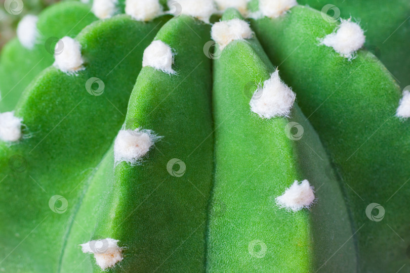 Скачать Крупный план зеленого кактуса Echinopsis subdenudata фотосток Ozero