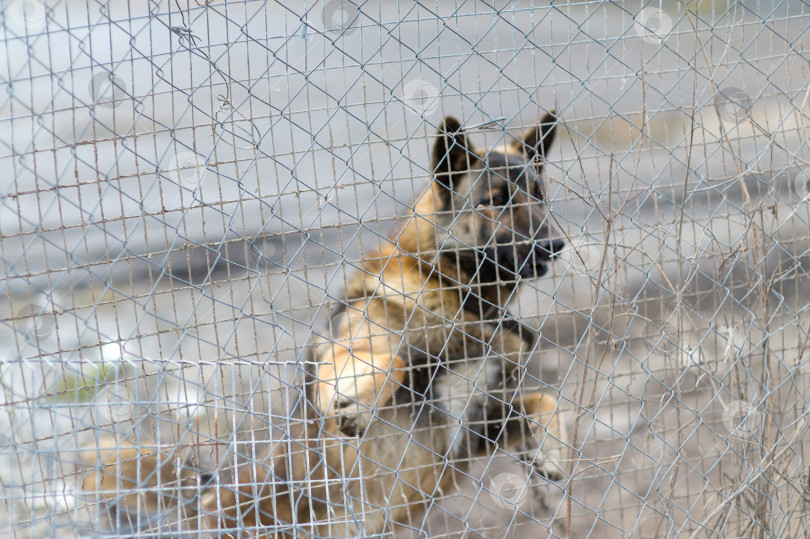 Скачать Собака в вольере за сетчатым забором не в фокусе фотосток Ozero