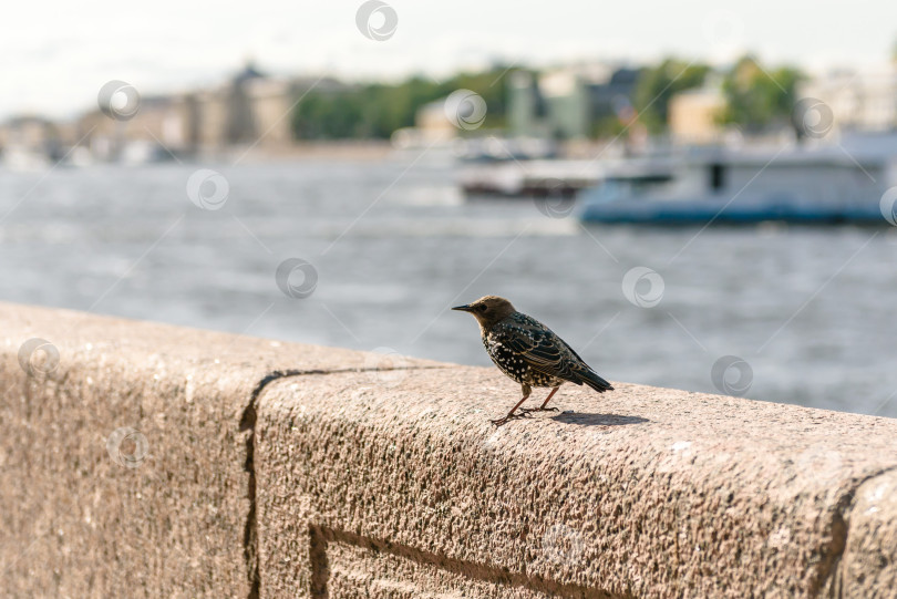 Скачать Птица скворец в городе на парапете набережной фотосток Ozero