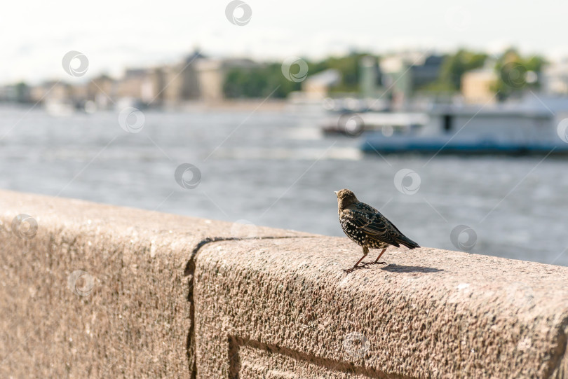 Скачать Птица скворец в городе на парапете набережной фотосток Ozero