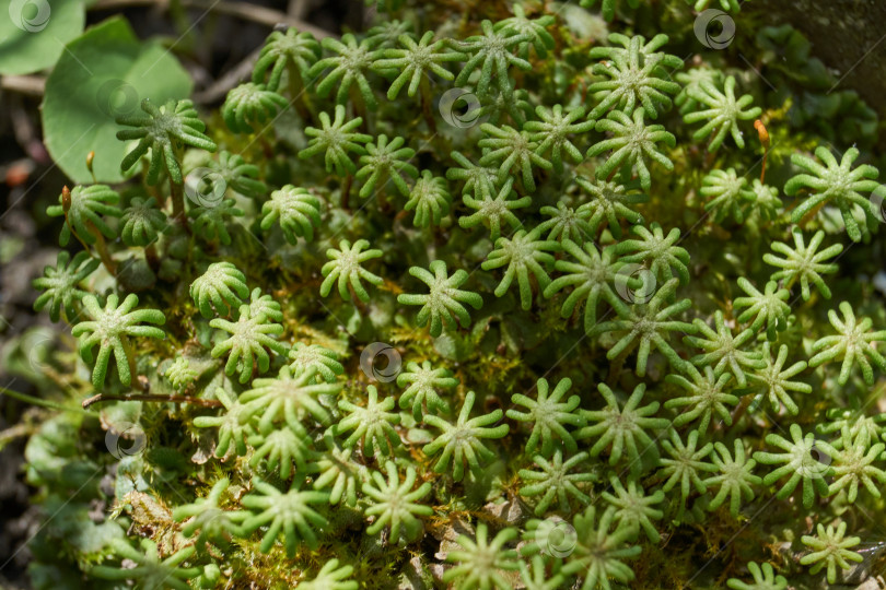 Скачать Мох Маршанция (лат. Marchantia) весной на садовом участке. фотосток Ozero