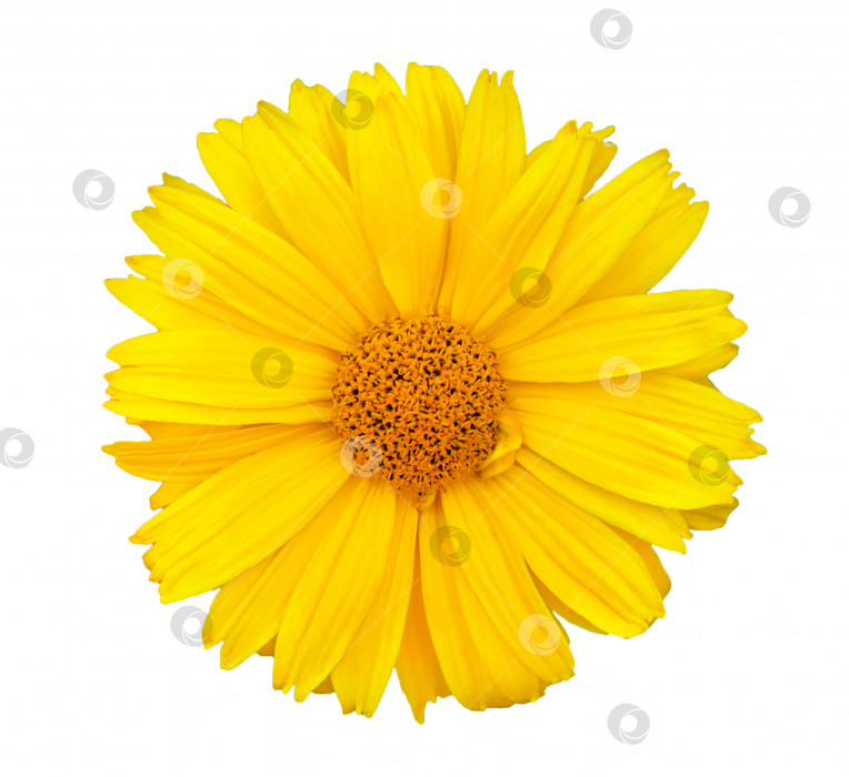 Скачать Желтый цветок маргаритки (ромашки), выделенный на белом фоне (элемент дизайна) фотосток Ozero