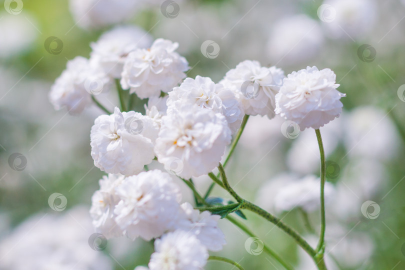 Скачать Кусты белых цветов гипсофилы метельчатой (малая глубина резкости, макросъемка) фотосток Ozero