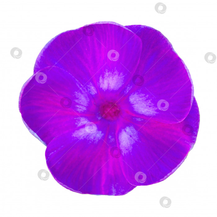 Скачать Крупный план фиолетового цветка флокса, выделенного на белом фоне (элемент дизайна) фотосток Ozero
