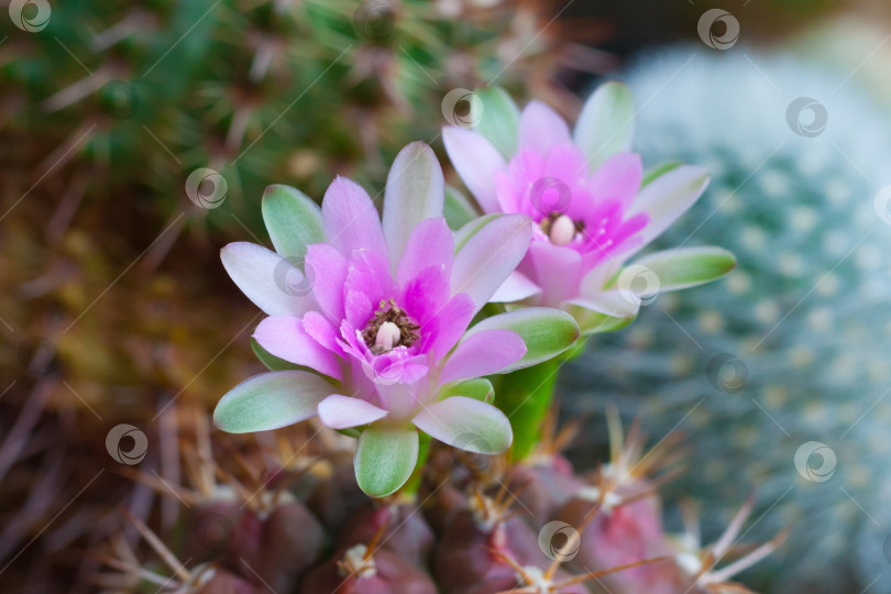 Скачать Крупный план двух розовых цветков кактуса Gymnocalycium (малая глубина резкости) фотосток Ozero