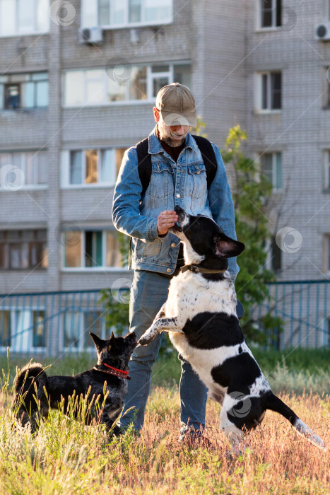 Скачать Мужчина угощает возбужденную собаку в городском парке. фотосток Ozero