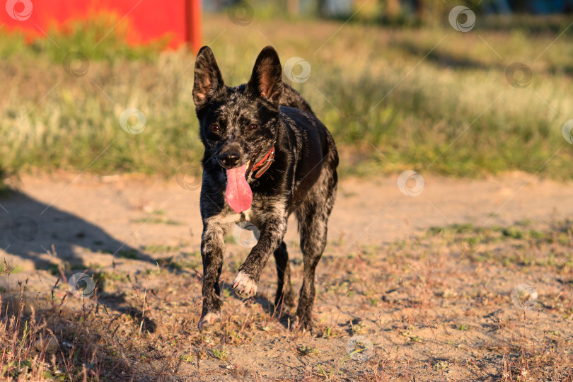Скачать Черная собака бежит к камере с высунутым языком в парке. фотосток Ozero