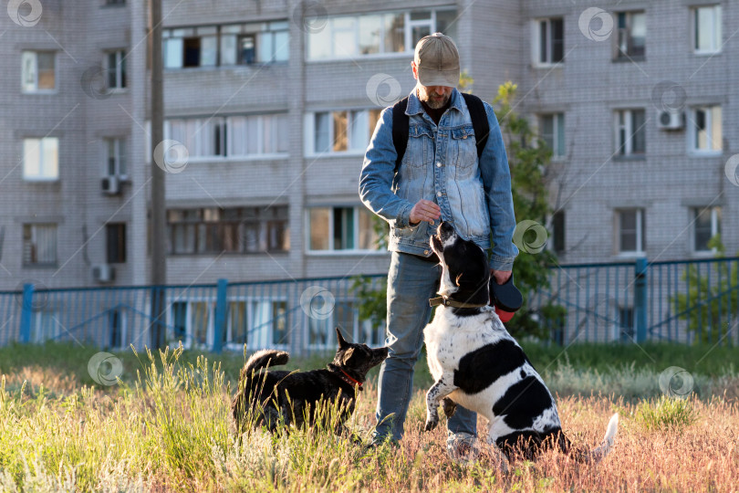 Скачать Мужчина награждает гончую, в то время как черная собака наблюдает за ним в городском парке. фотосток Ozero