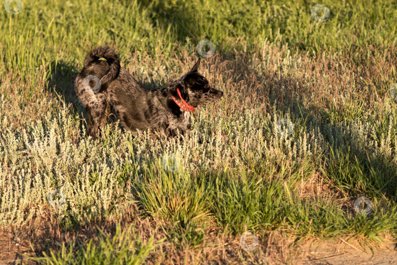 Скачать Черная собака, обнюхивающая траву в лучах заходящего солнца. фотосток Ozero