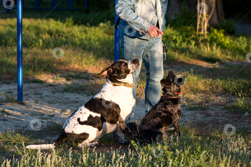 Скачать Мужчина на улице с двумя собаками во время тренировки. фотосток Ozero