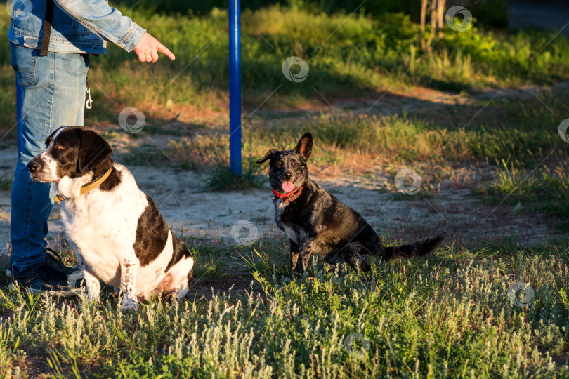 Скачать Мужчина показывает пальцем во время тренировки собак в открытом поле. фотосток Ozero