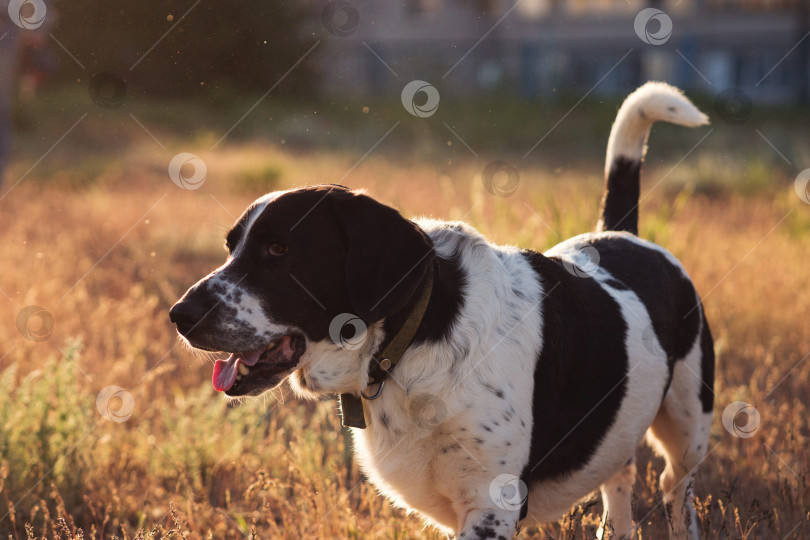 Скачать Собака с черно-белой шерстью наслаждается солнечным полем. фотосток Ozero