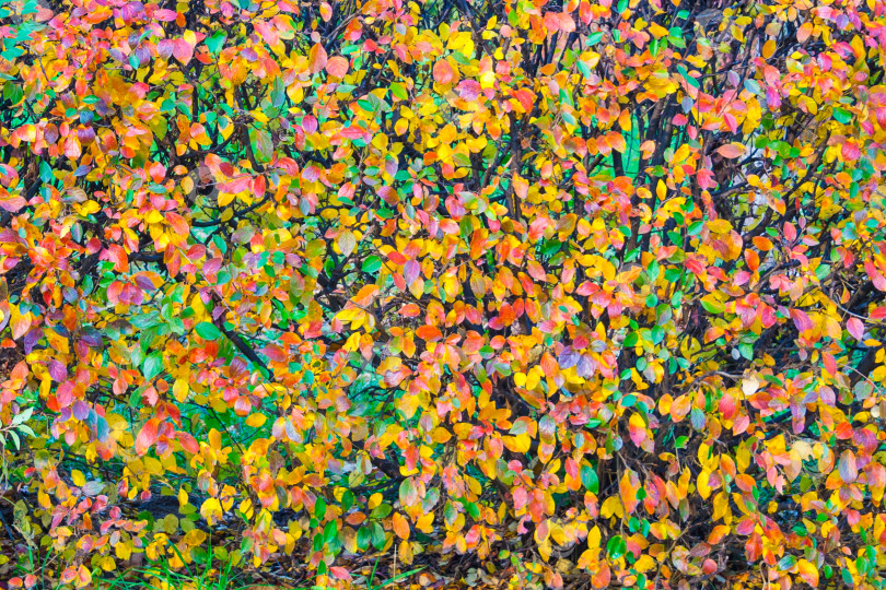 Скачать Разноцветные листья на кусте (абстракция, фон, текстура) фотосток Ozero
