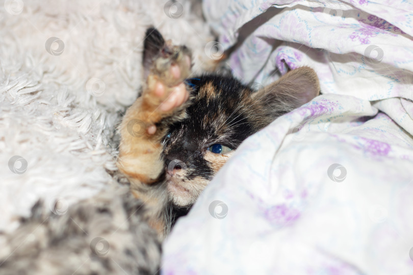 Скачать Маленькая или средняя кошачья кошка с желтовато-коричневой шерстью лежит на спине на кровати фотосток Ozero
