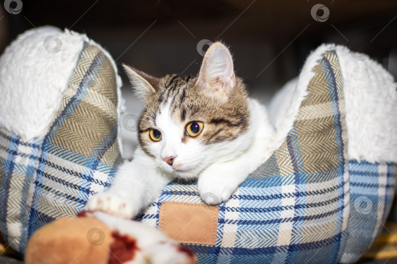 Скачать Кошачий кот, развалившийся на клетчатой кровати, смотрит в камеру, подергивая усами фотосток Ozero
