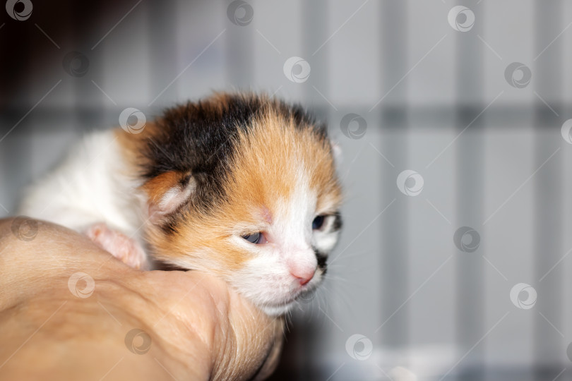 Скачать Рука, держащая маленького олененка семейства кошачьих с закрытыми глазами фотосток Ozero