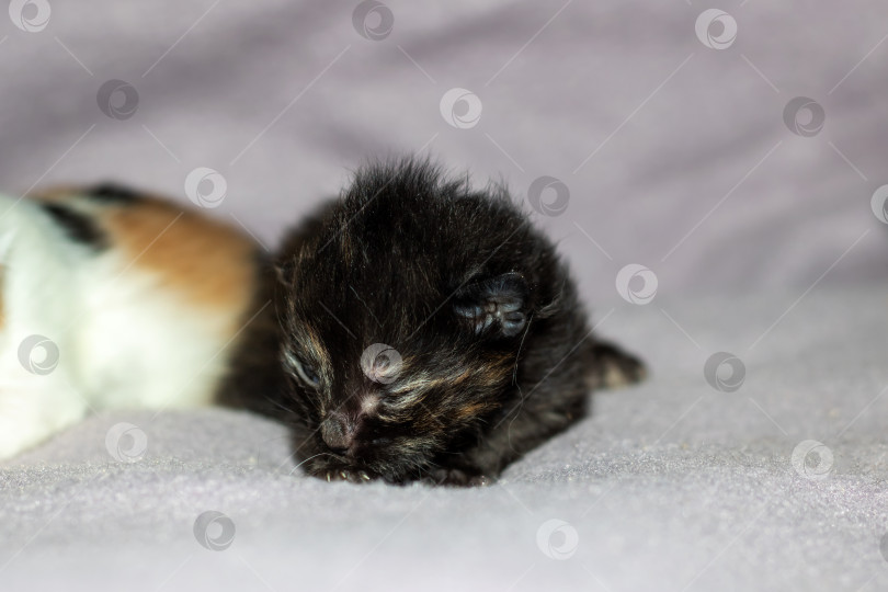 Скачать Маленькая кошачья кошка с усами лежит на белом одеяле фотосток Ozero